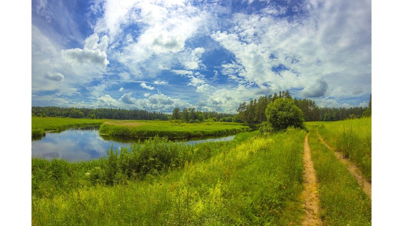 Поле речка лес