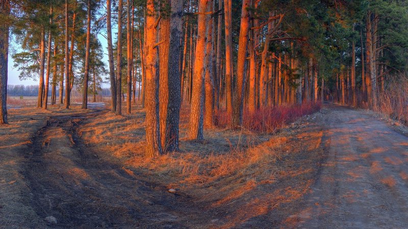 Дорога в сосновом лесу