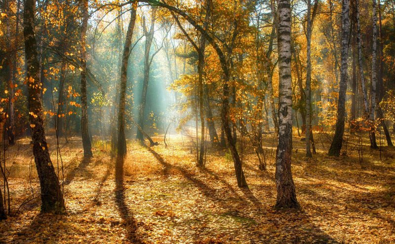 Утро в осеннем лесу