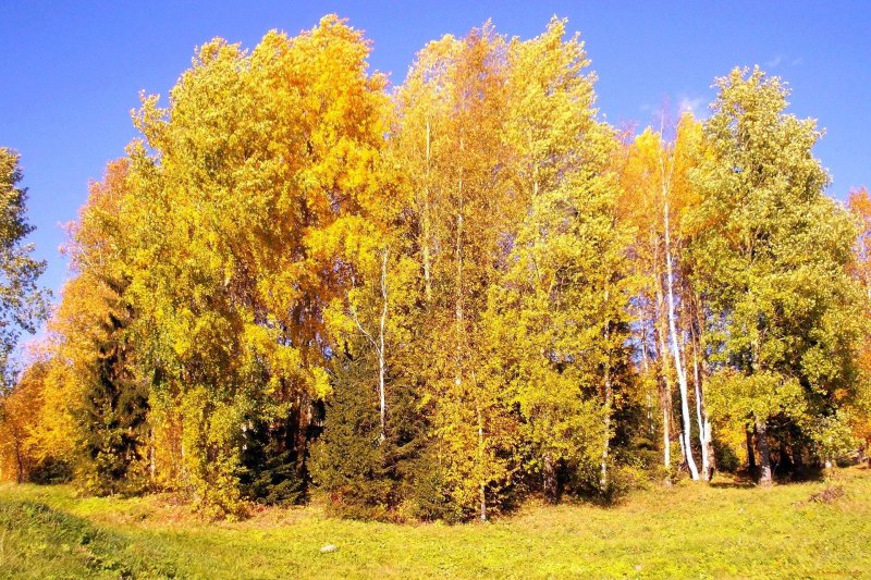 Осенний березовый лес