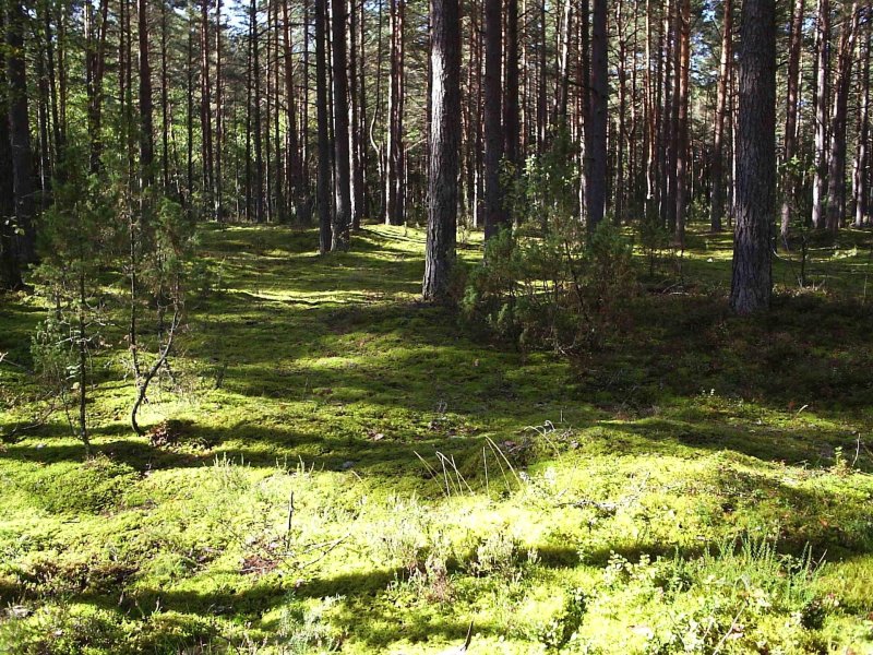 Лес сосняк брусничник