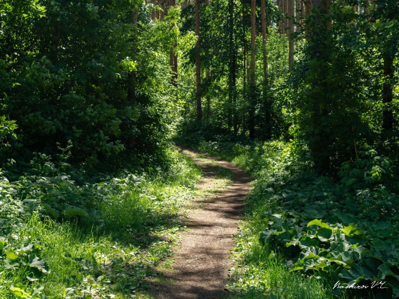 Тропинка курск лес