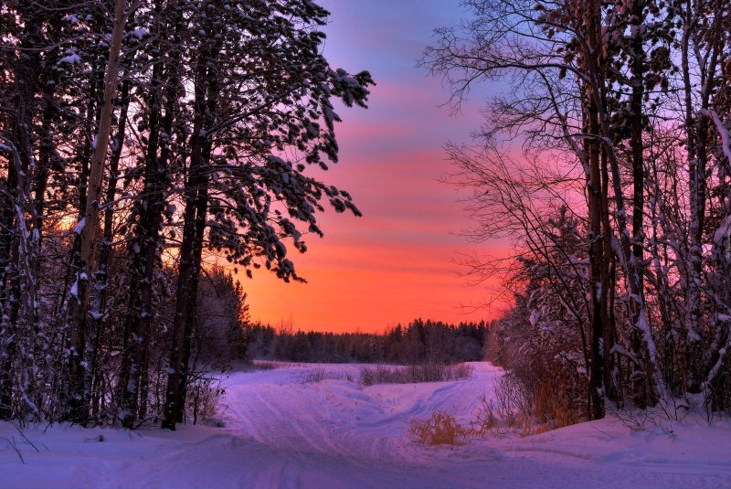 Зимний лес вечером