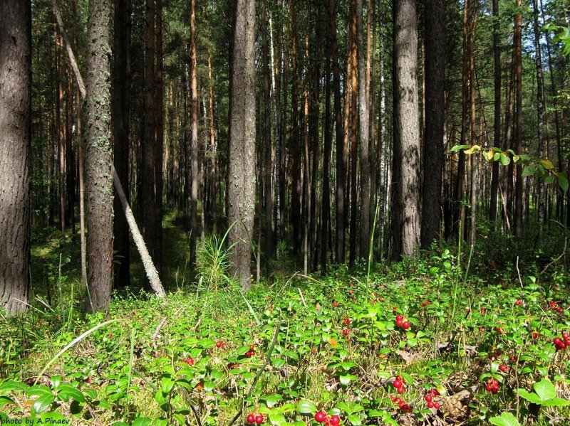 Лес сосняк брусничник