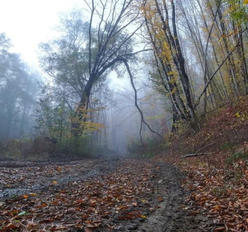 Осенний лес краснодарский край