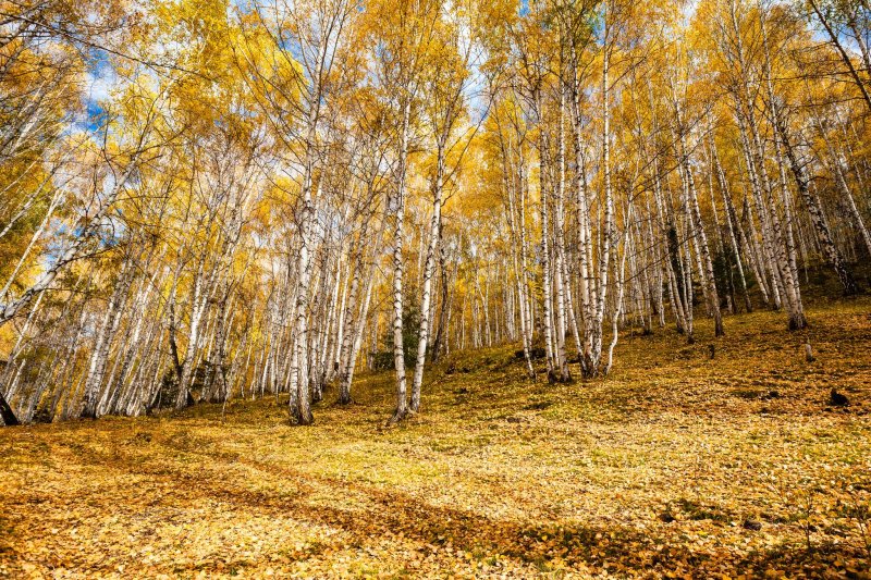 Осенний березовый лес