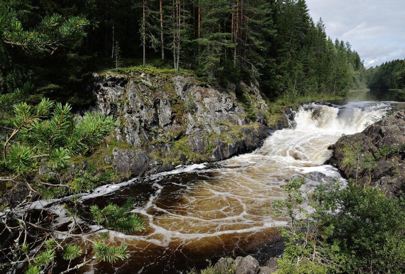 Заповедник кивач лес