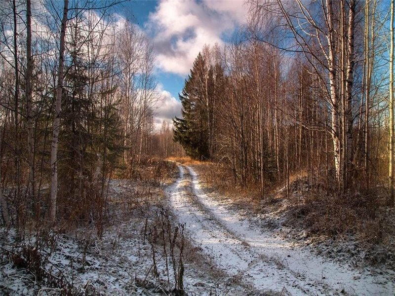 Поздняя осень в лесу