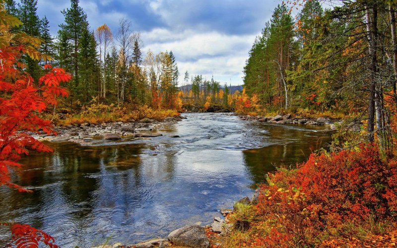 Природа осень река лес