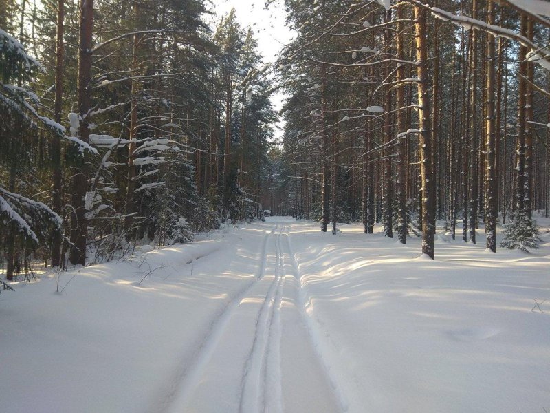 Кировские леса зимой