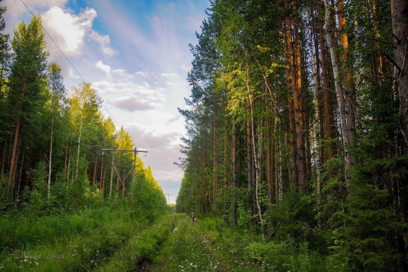 Смешанный лес просека