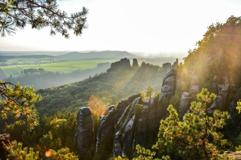 Саксонская швейцария лес