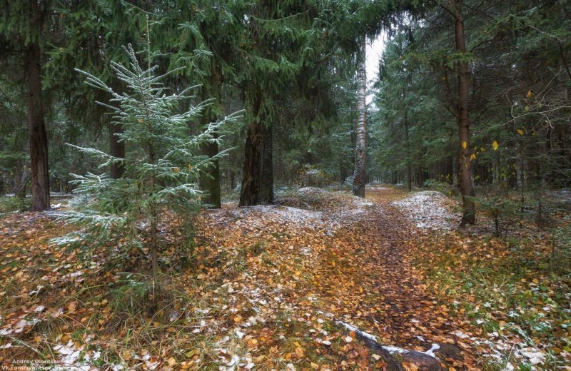 Поздняя осень в лесу