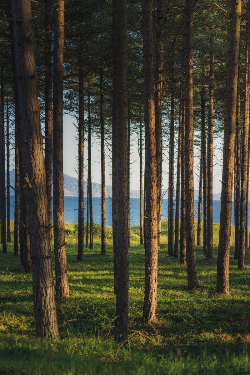 Заманкульский лес