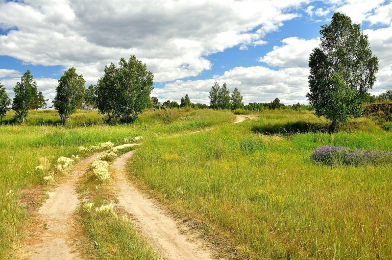 Природа лес проселочная дорога