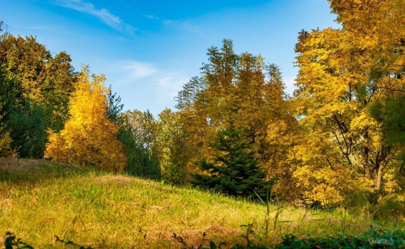 Сентябрь в лесу