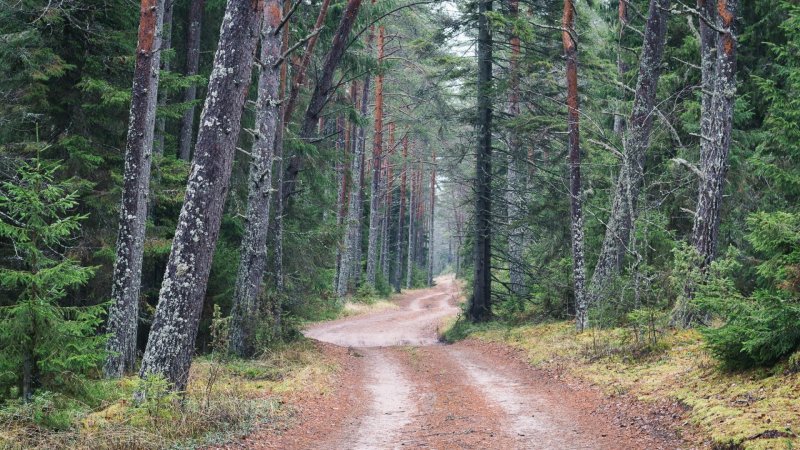 Дорога в сосновом лесу