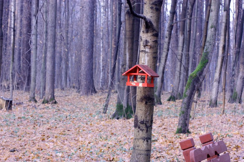 Кормушка в лесу