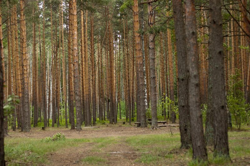 Сосновый бор воронеж лес