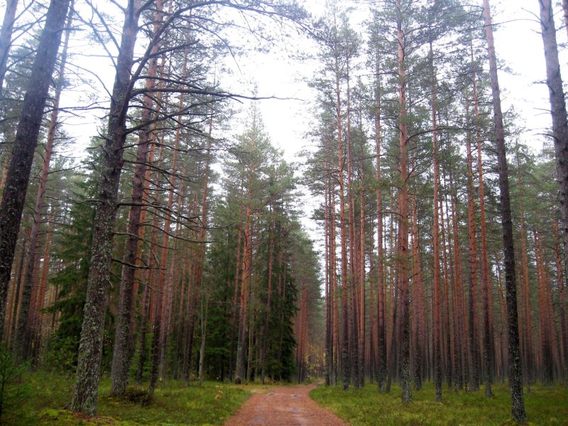 Сосновый лес карельского перешейка