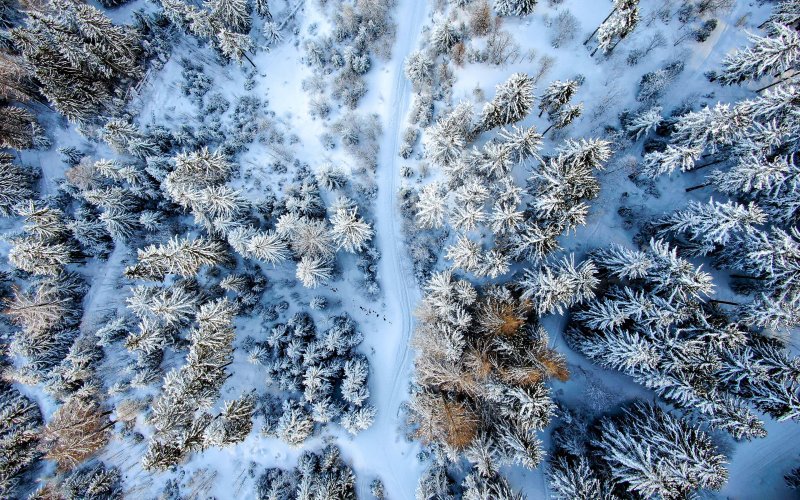 Заснеженный лес вид сверху