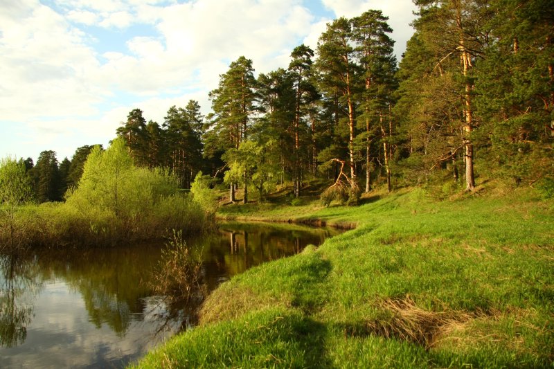 Природа лес река