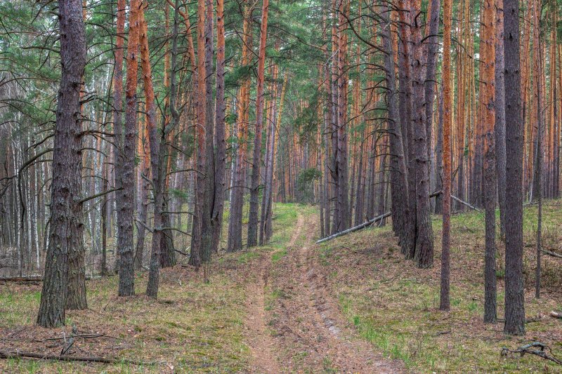 Лес сосновый бор канск