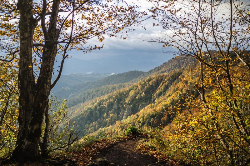 Осенний лес краснодарский край