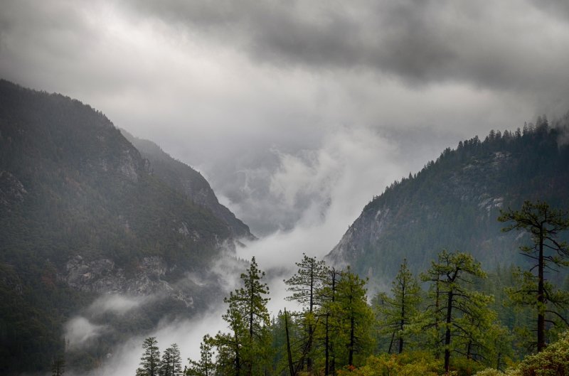 Лес туман горы швейцария