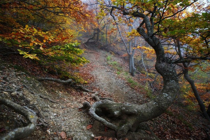 Осенний лес демерджи