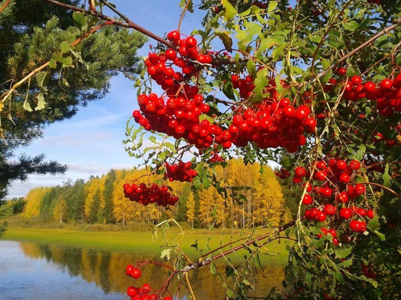 Рябина в осеннем лесу