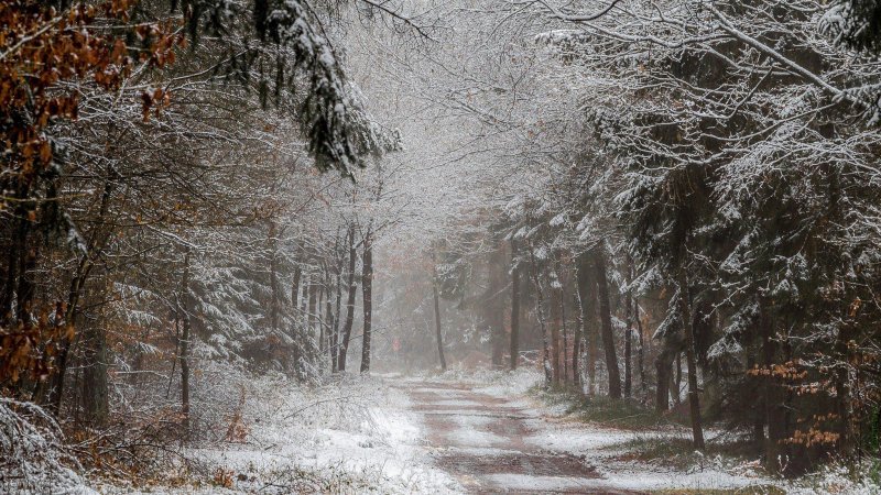 Первый снег в лесу