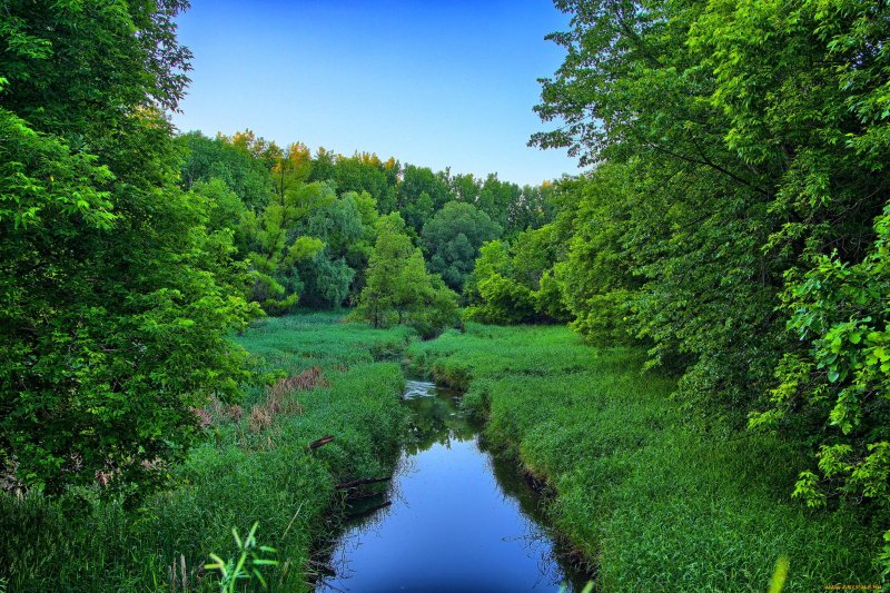 Речка в лесу