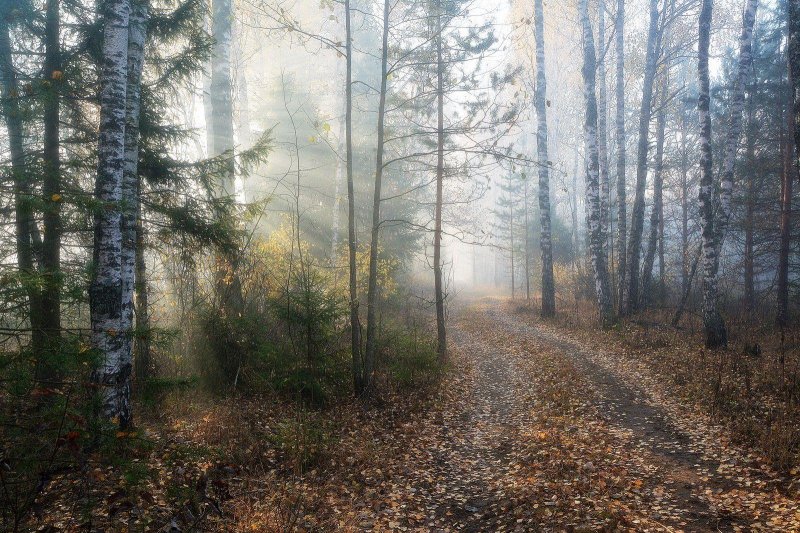 Туманное утро в осеннем лесу