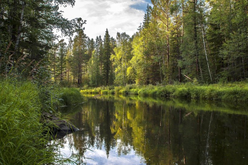 Руза река лес