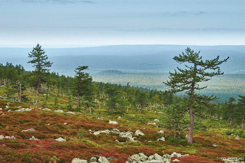 Лиственница в лесотундре