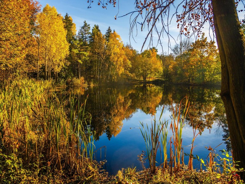 Золотая осень лес река