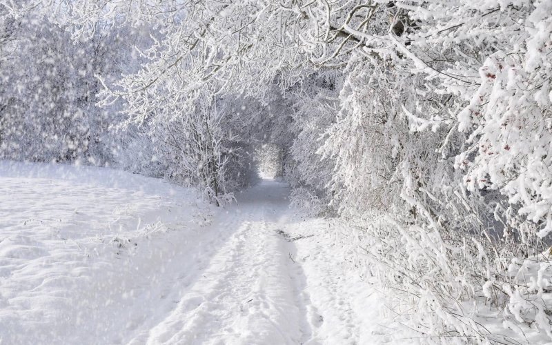 Снегопад в лесу