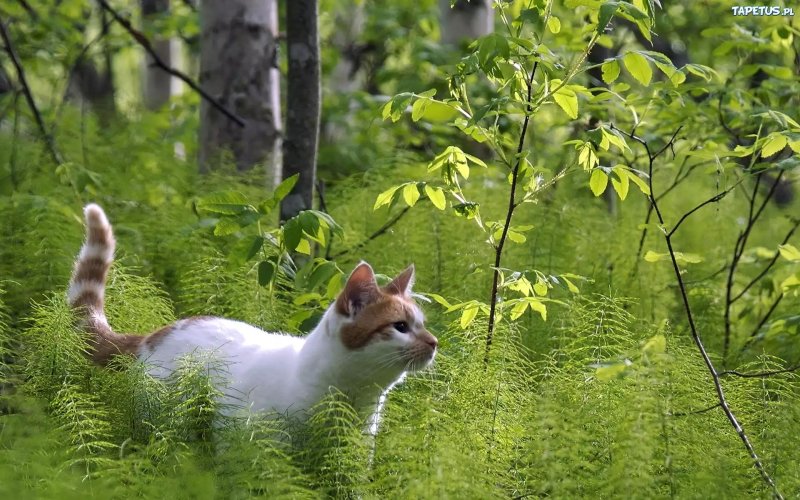 Кошка в лесу