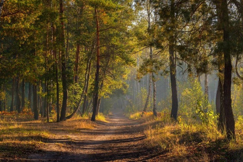 Утро в осеннем лесу