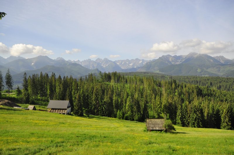 Польша деревня лес