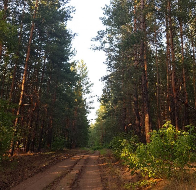 Дорога в сосновом лесу