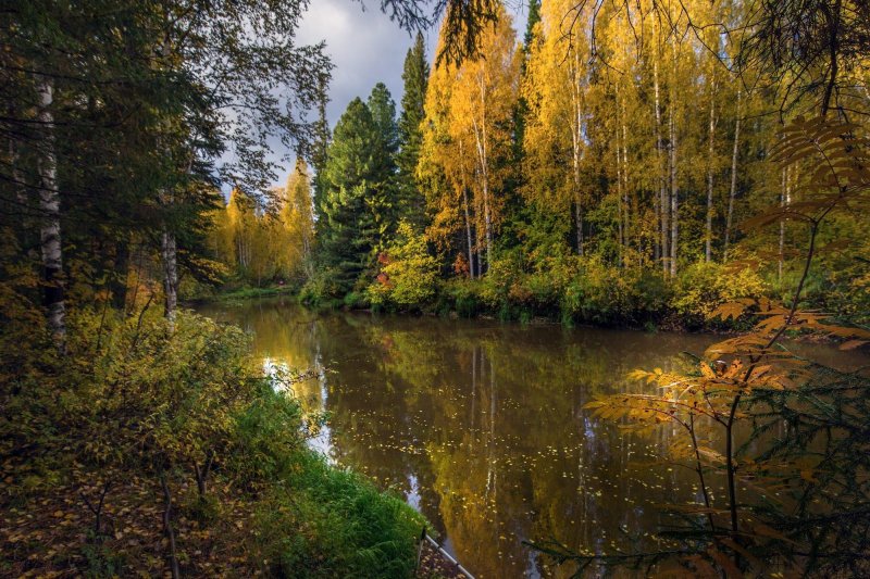 Золотая осень лес река