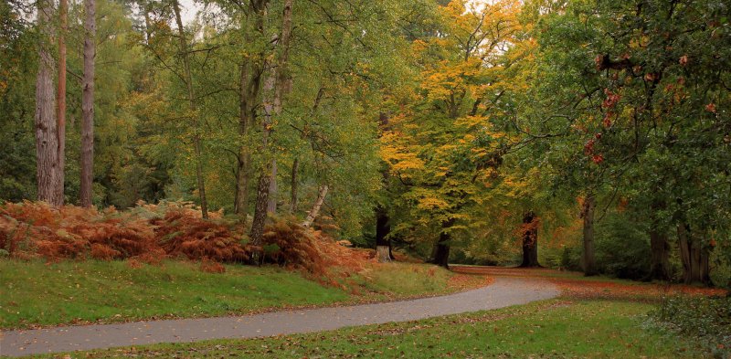 Кузьминский лесопарк осень