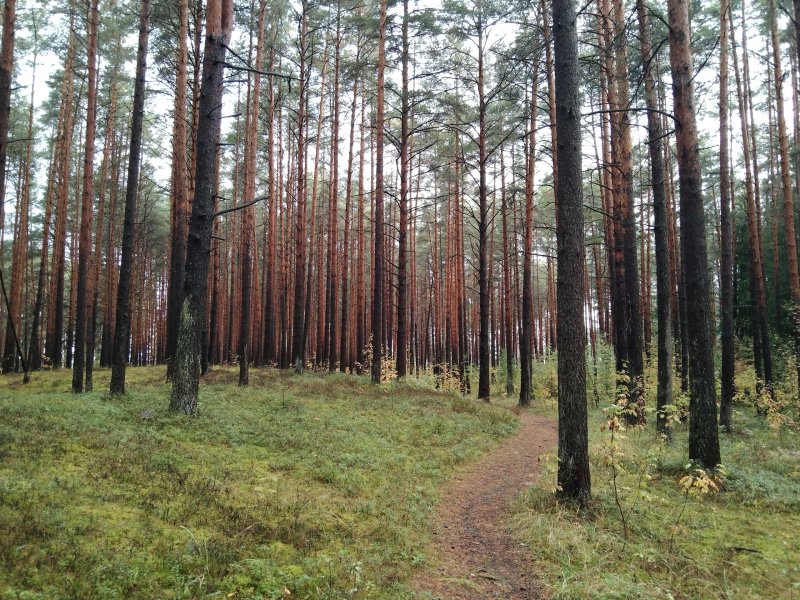 Лес сосновый бор канск