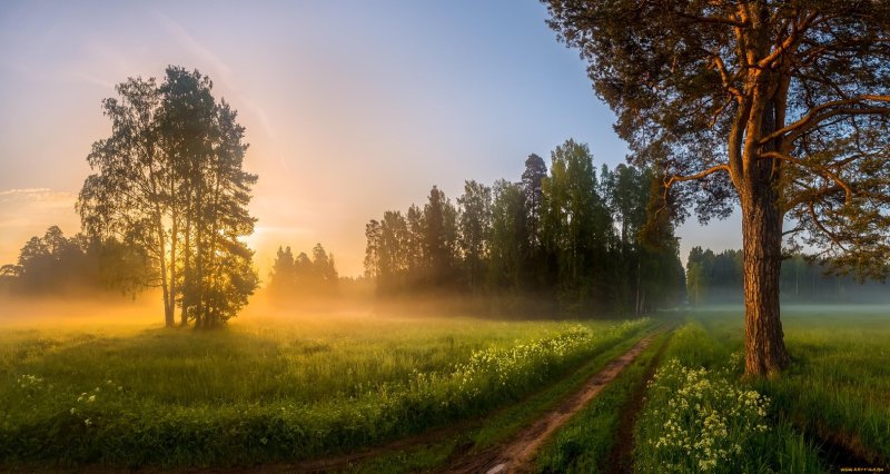 Рассвет в лесу