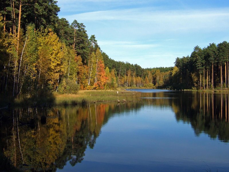 Сосновый лес река липовка