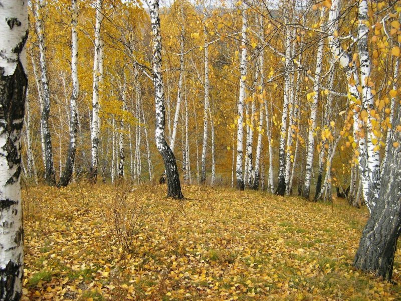 Осенний березовый лес