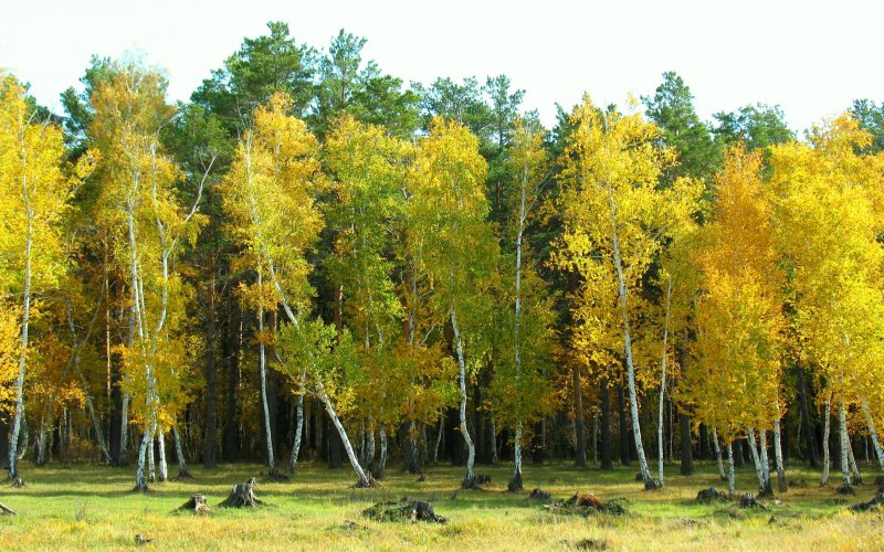 Лиственничный лес