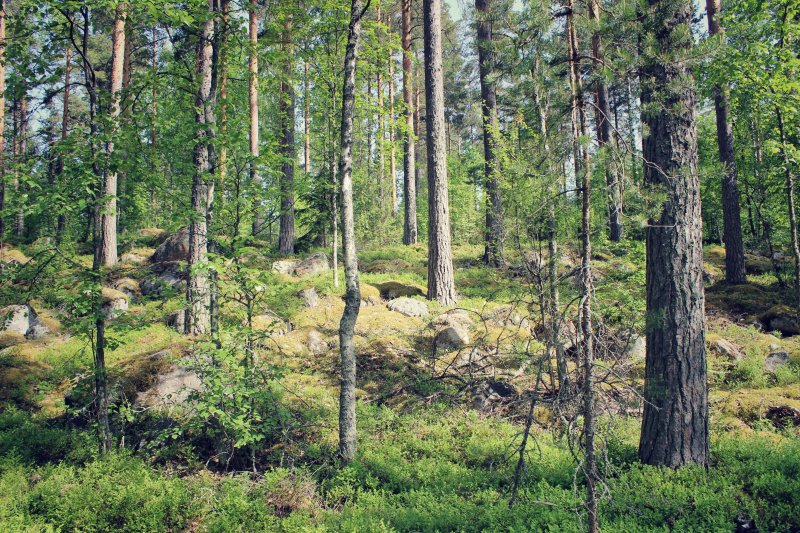 Сарматский смешанный лес пермь